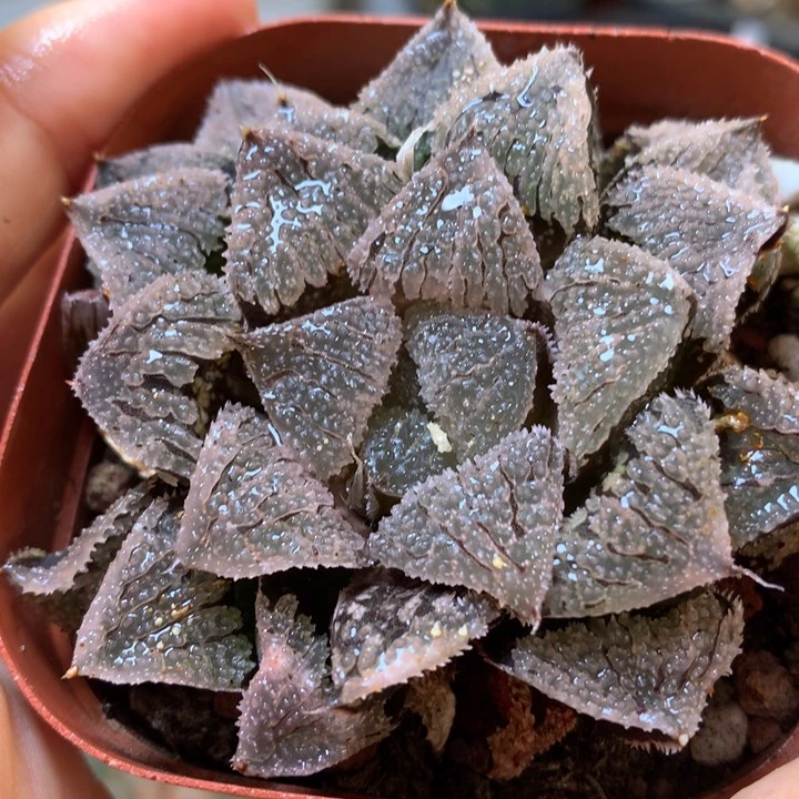 具味城带盆土发货