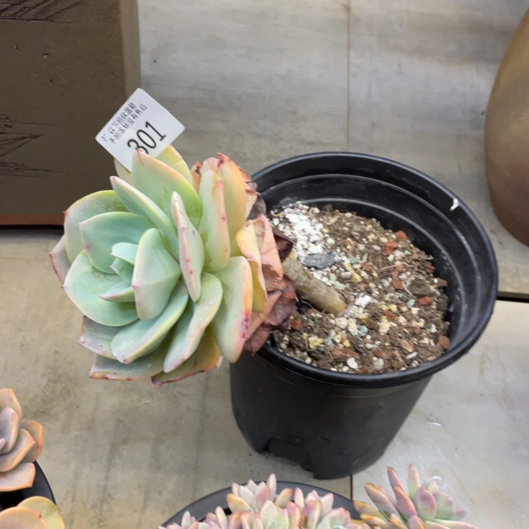 沉**切黑大帅多肉301白凤