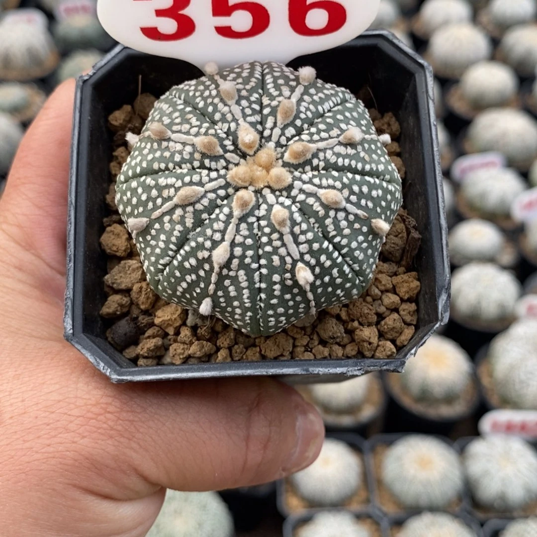 356奇迹兜福利多多