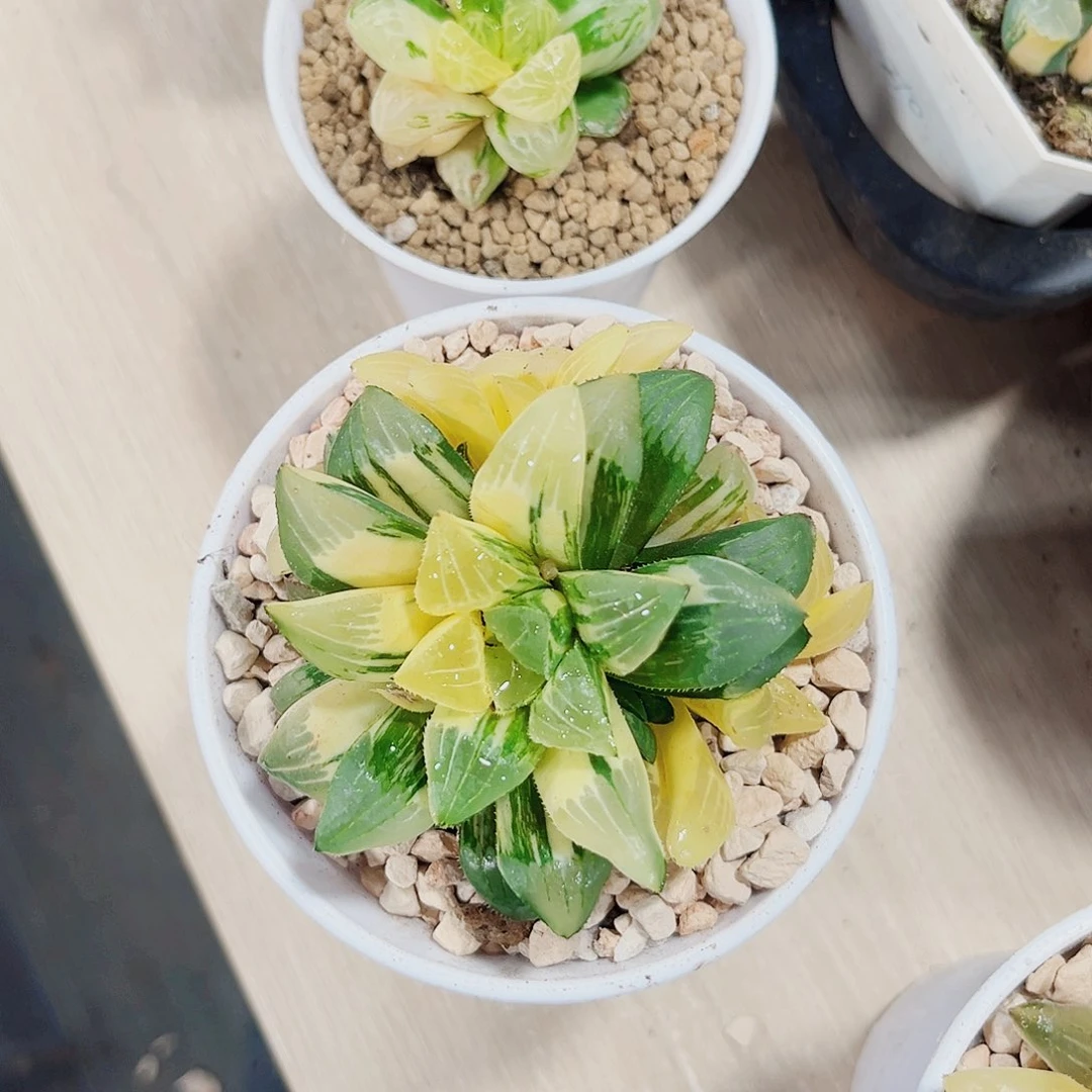 姬寿锦苏州玉露锦系列