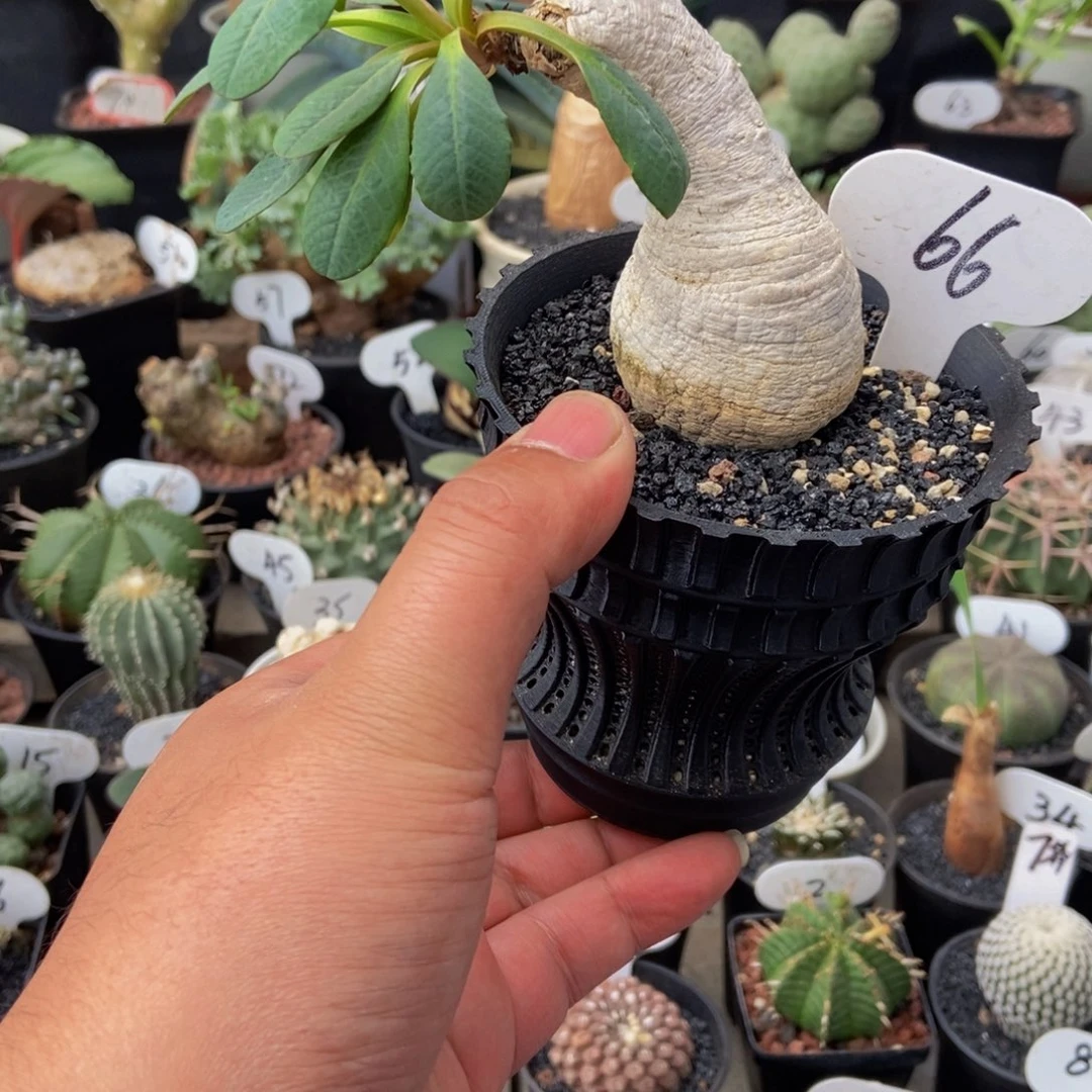 樱花大吉一物一拍