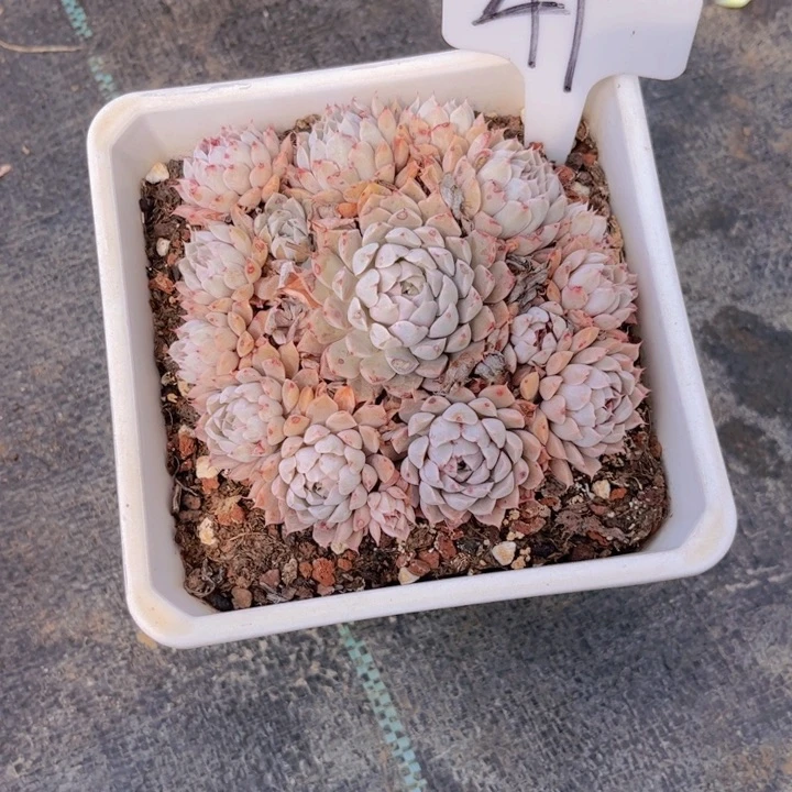 友家多肉一物一拍41