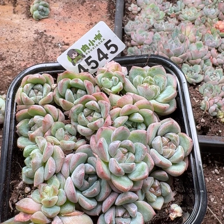 多肉植物多肉植物