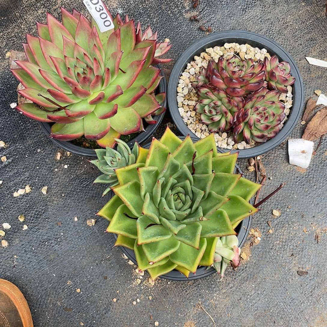若如东云组拍D300