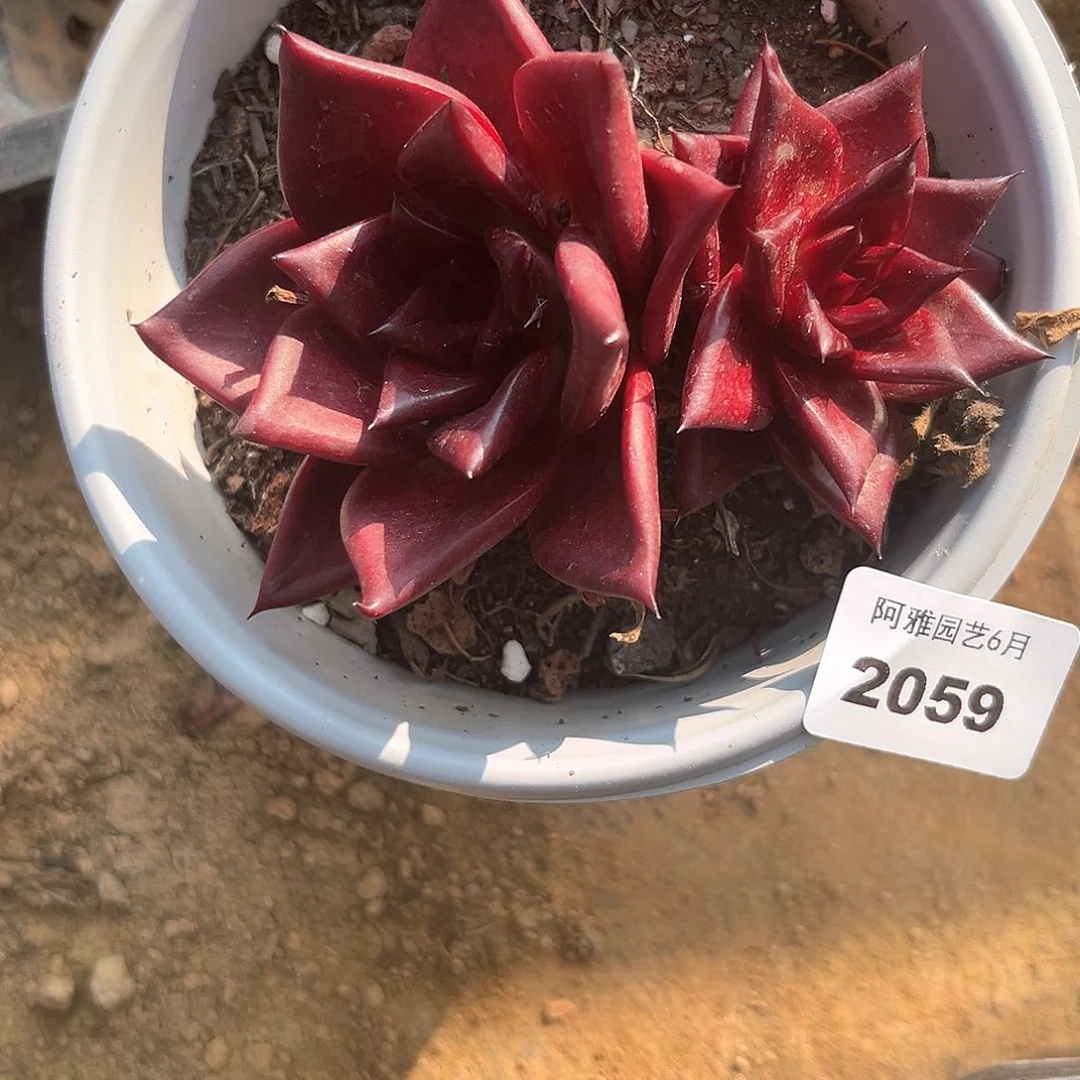 阿雅园艺。  2059罗兵