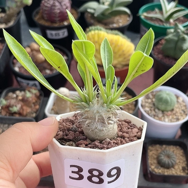 389惠比大黑块根植物