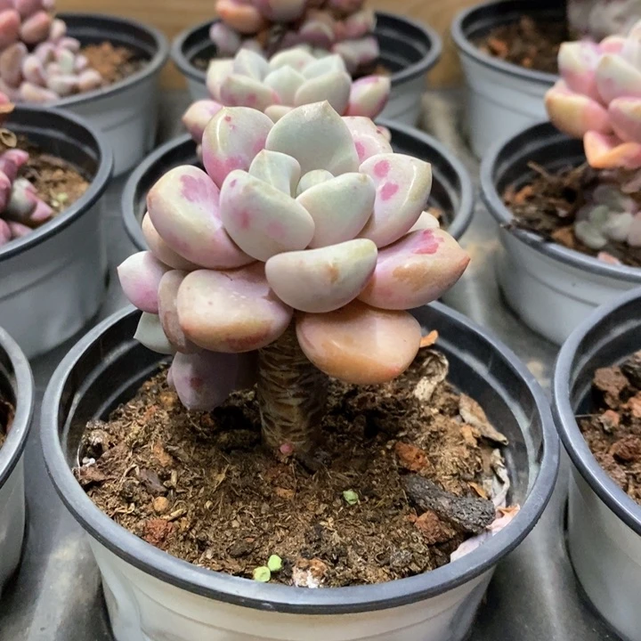 60。白鹭。小老桩。