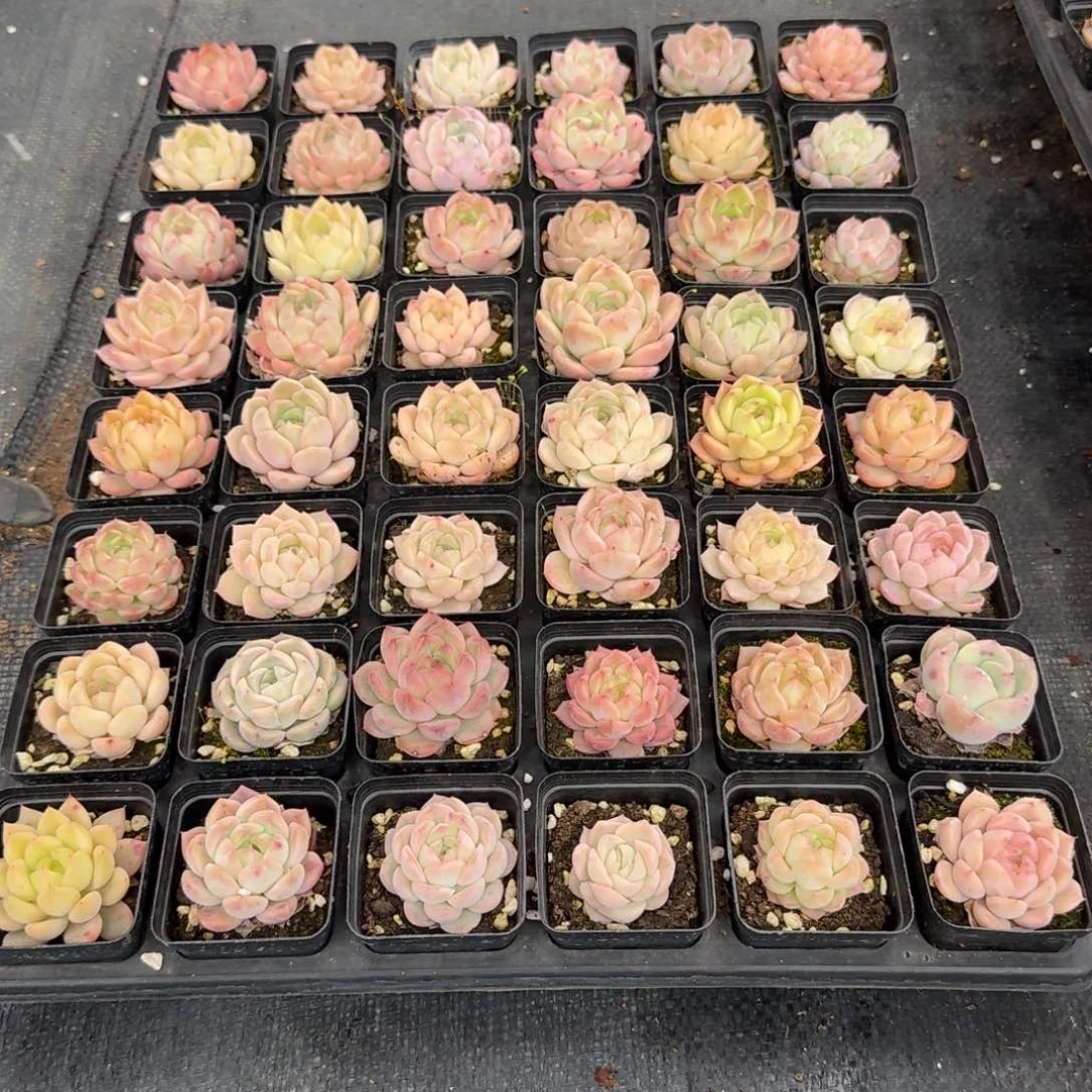 C****L多肉杂交一物一拍20-23