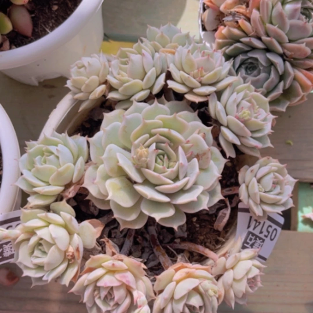 【闪购商品】露娜莲05141