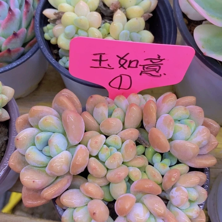 开心多肉，预约5号店庆，