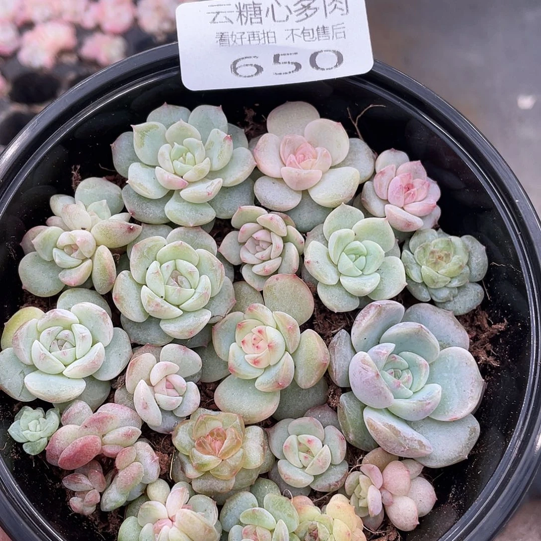 云糖心多肉植物650