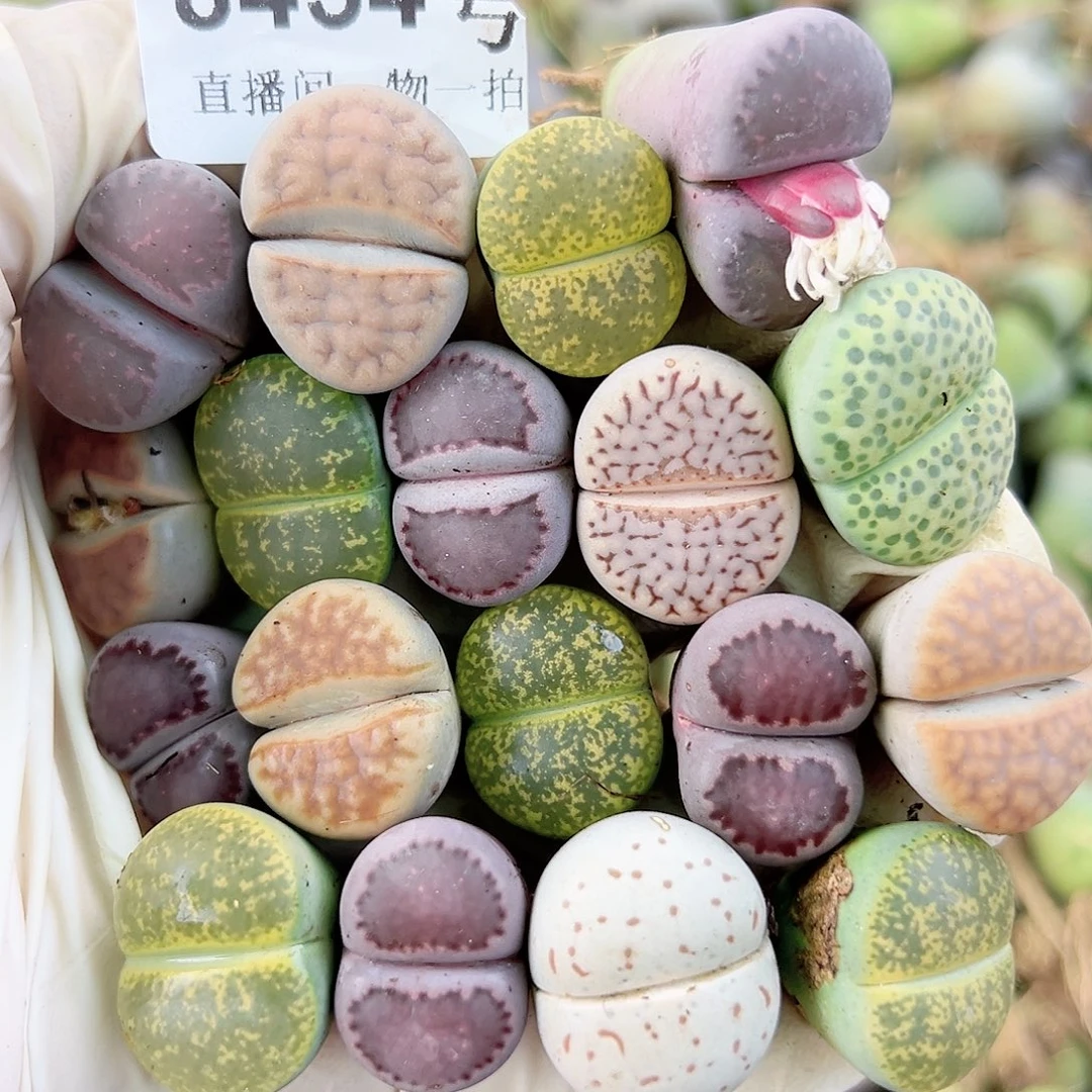 8454 好养易活生石花大母本18个