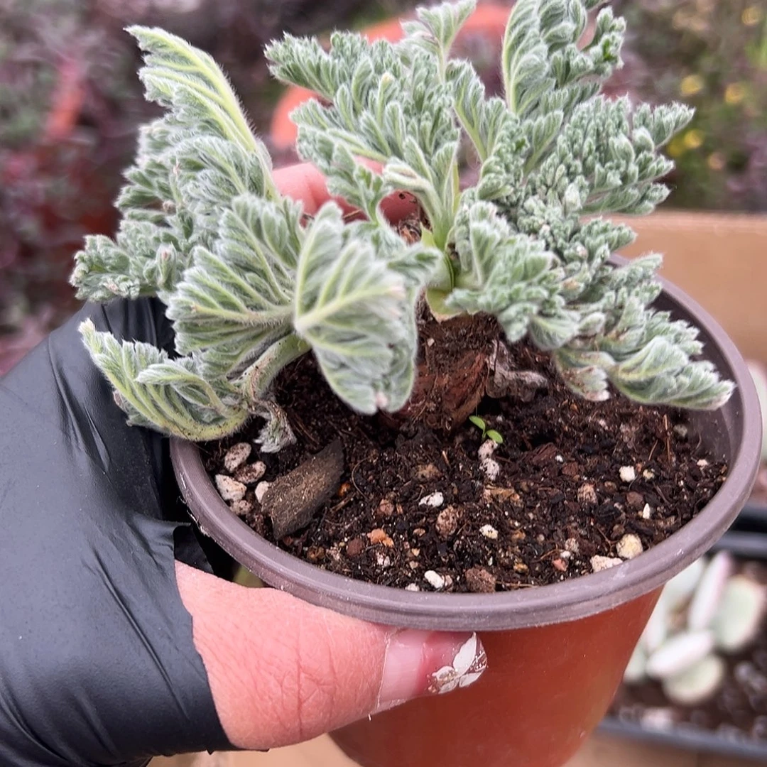 多肉植物雨衣洋葵