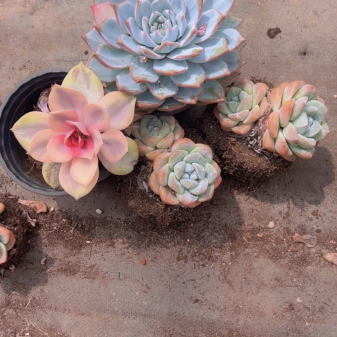 粉蓝鸟，彩虹，二盆玉蝴蝶冰玉双头各一颗
