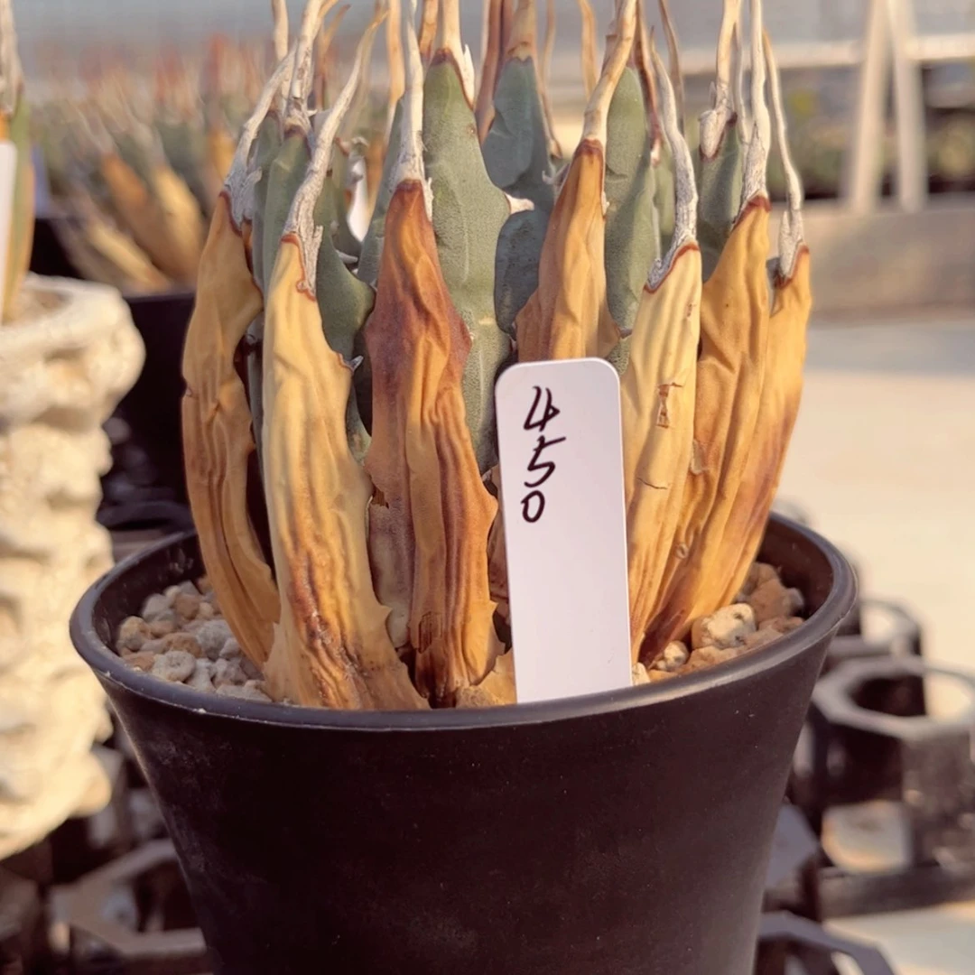 【闪购商品】妖炎折后价