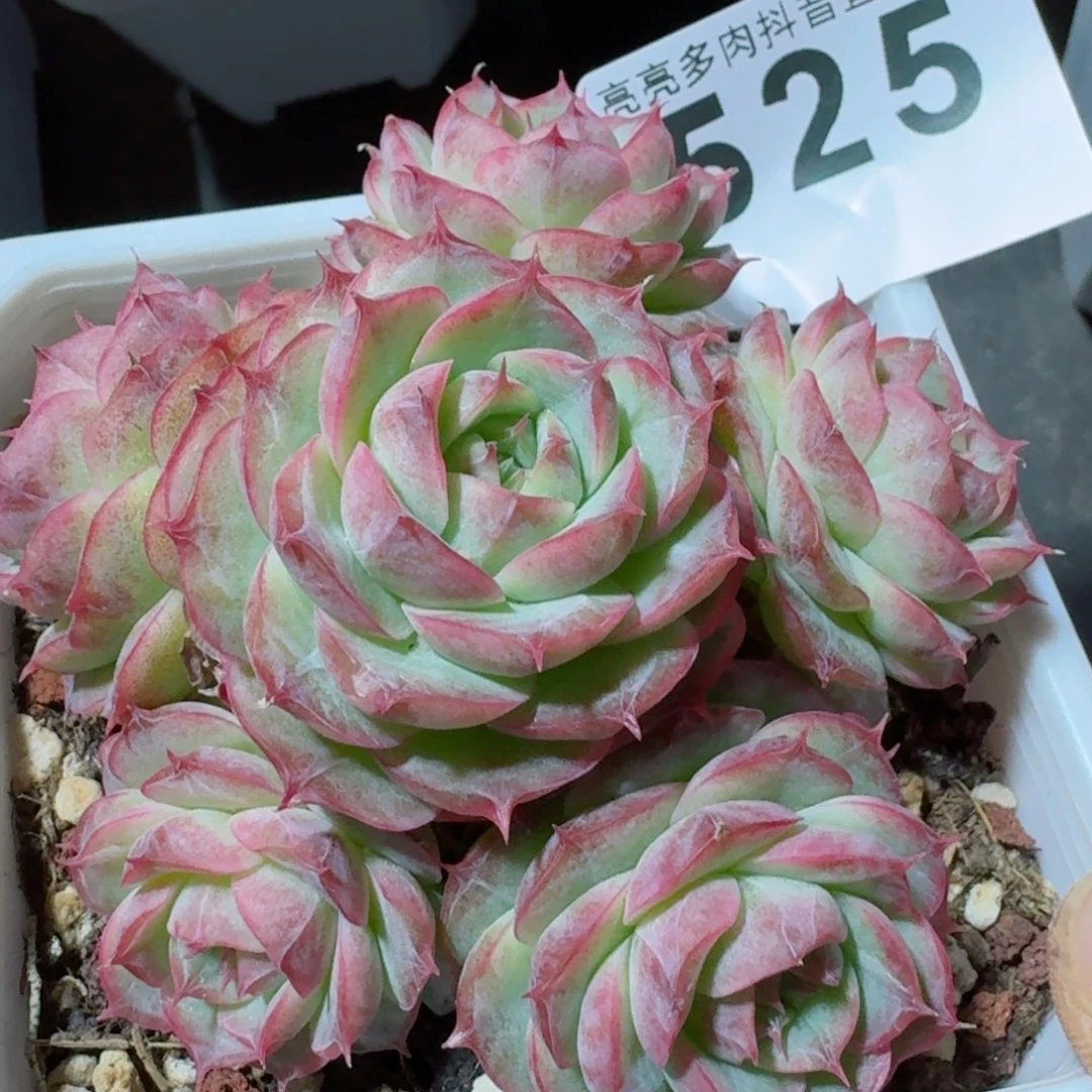 绿蔷薇珍妮         精品多肉