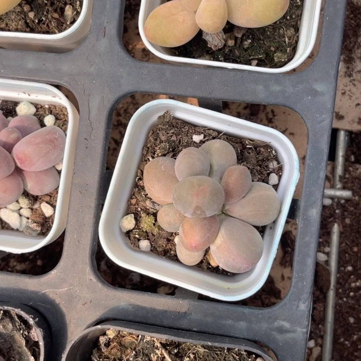 糖果双头随机发满18包邮