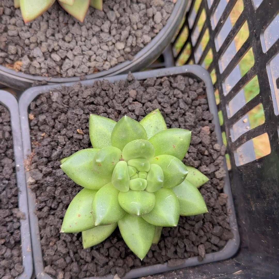 胖体布丁多肉植物
