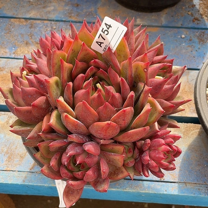 若如东云单拍A754