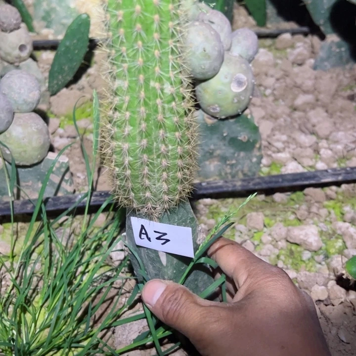 9****媛A3袖普嫁接金牛诺尔海姆40