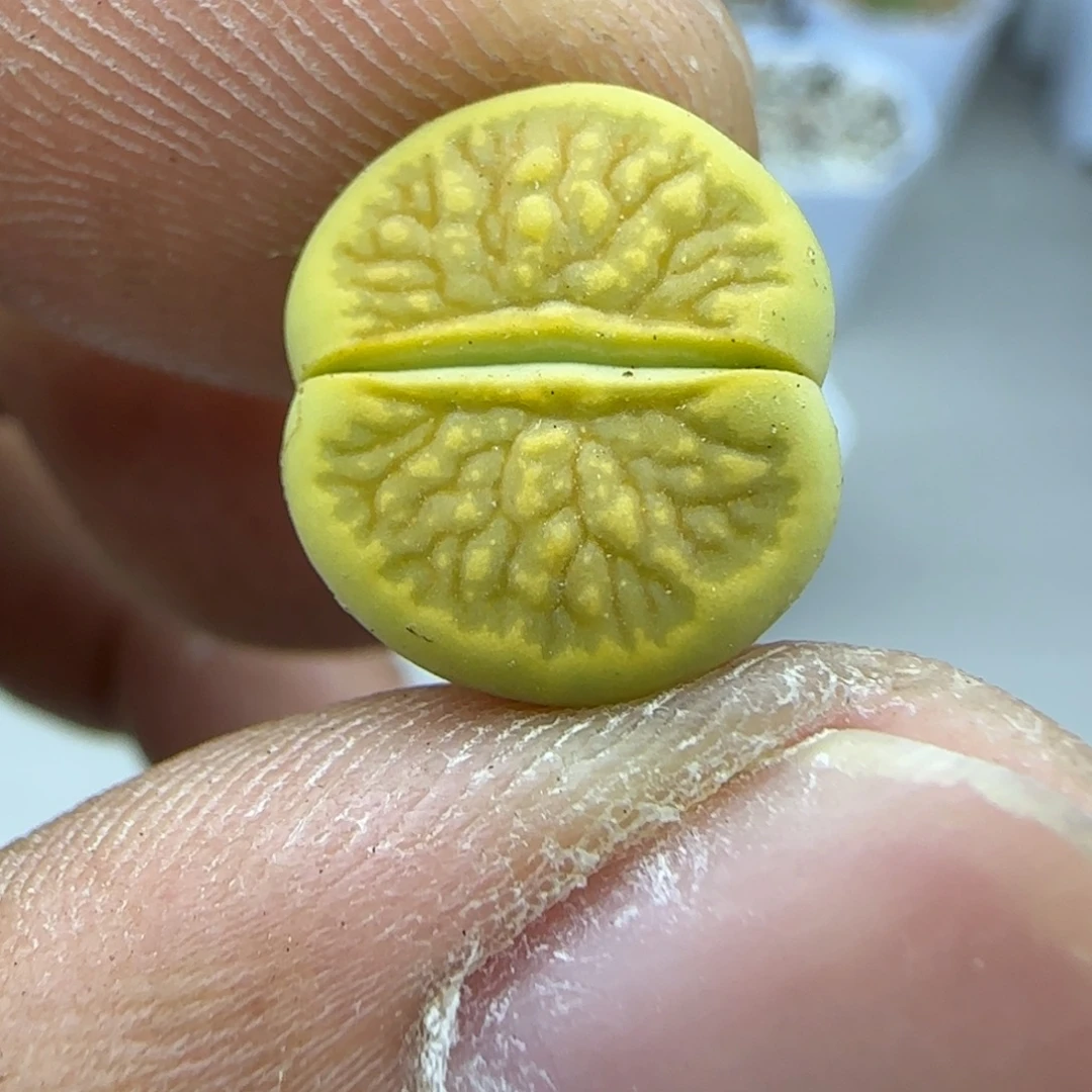 123 生石花大棚直播