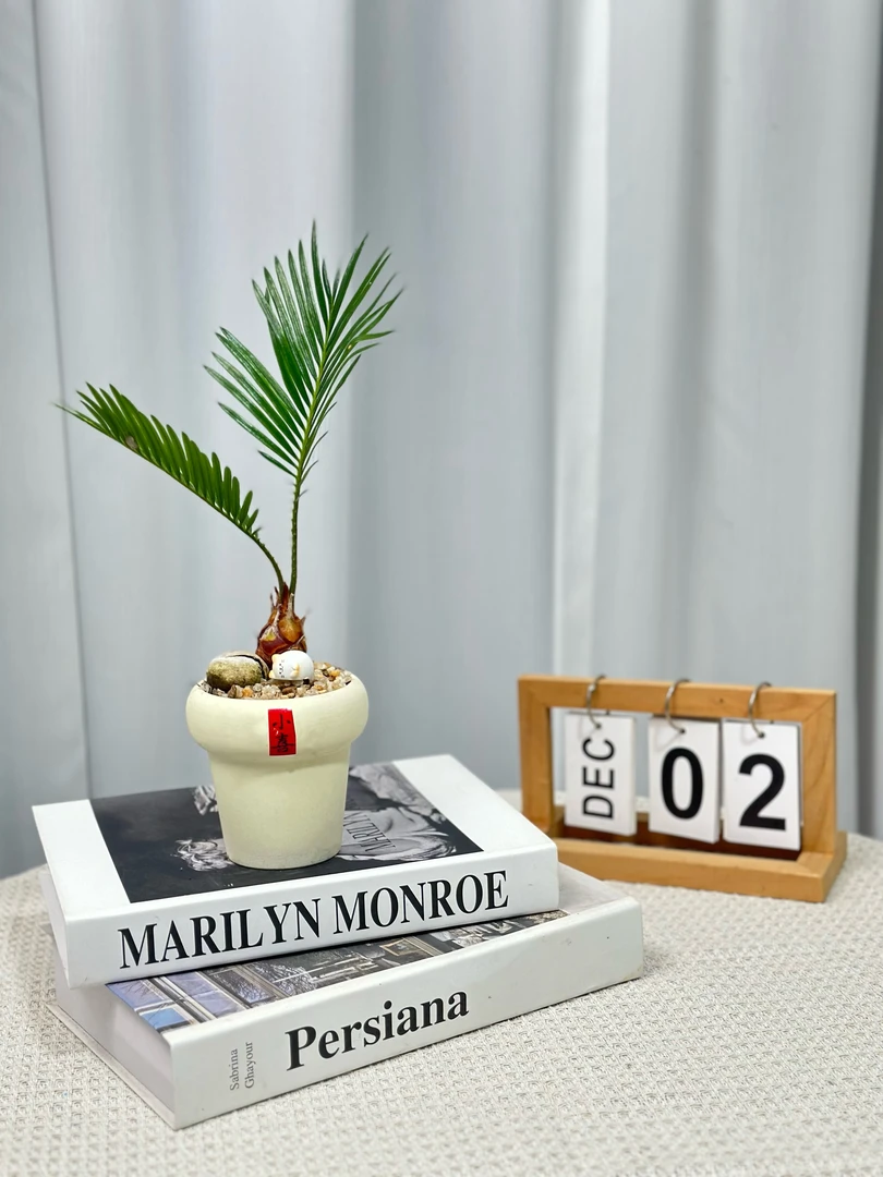 铁树盆栽室内书房新中式禅意绿植四季常青好养护