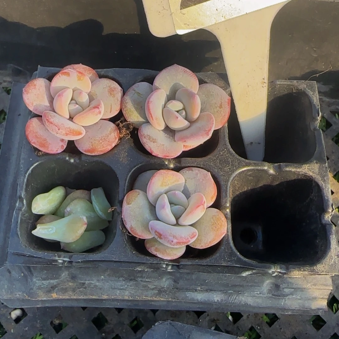 西***琴273号一物一拍特价福利