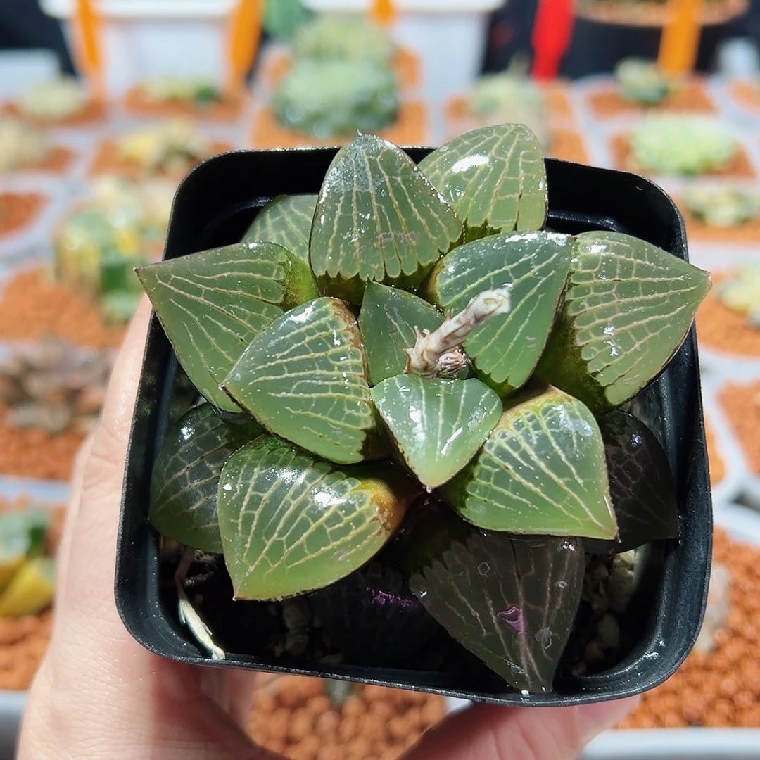 十二卷多肉日月潭