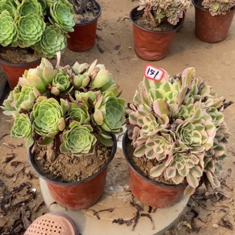 两颗法师一物一拍