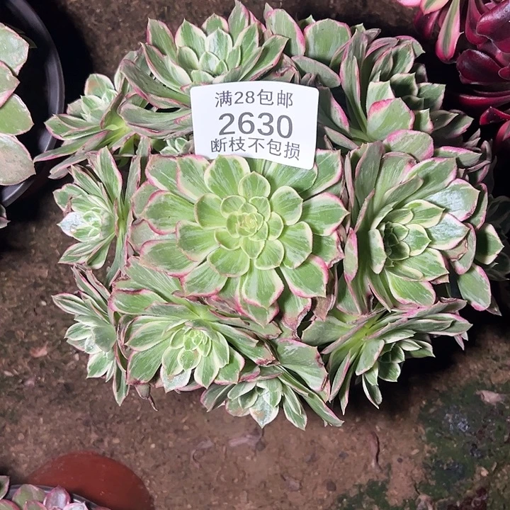 2630水蜜桃多肉植物