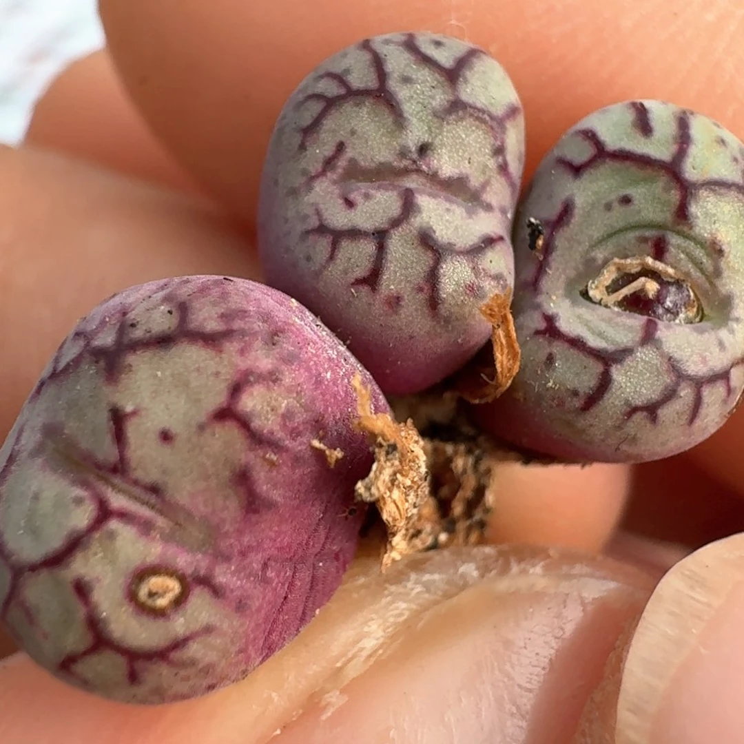 1040猴脸清姬0000000