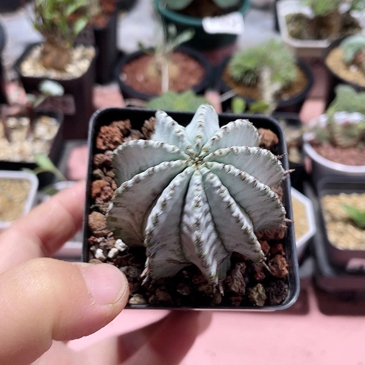 265实生白衣魁伟玉