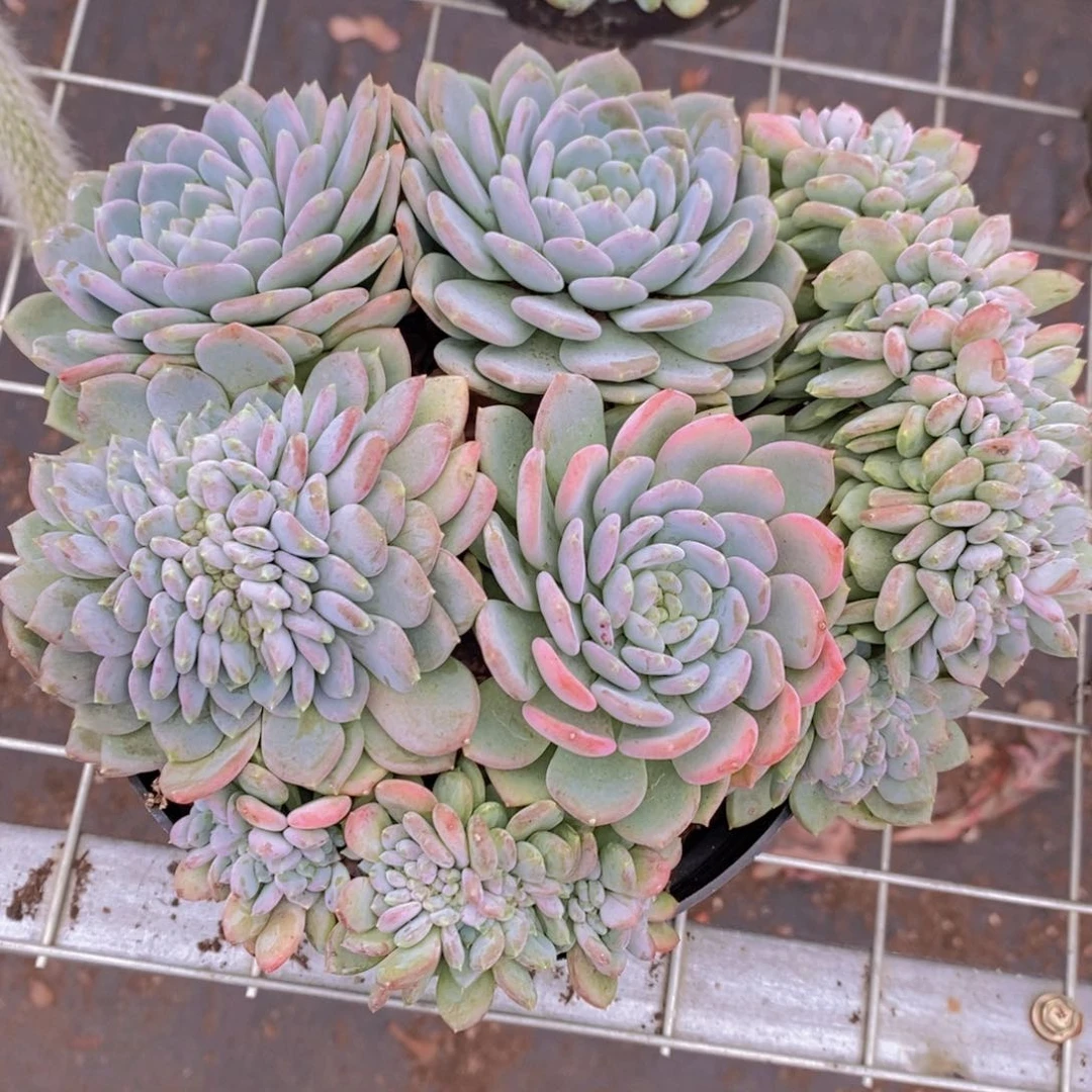 玛瑙缀多头大盆群生