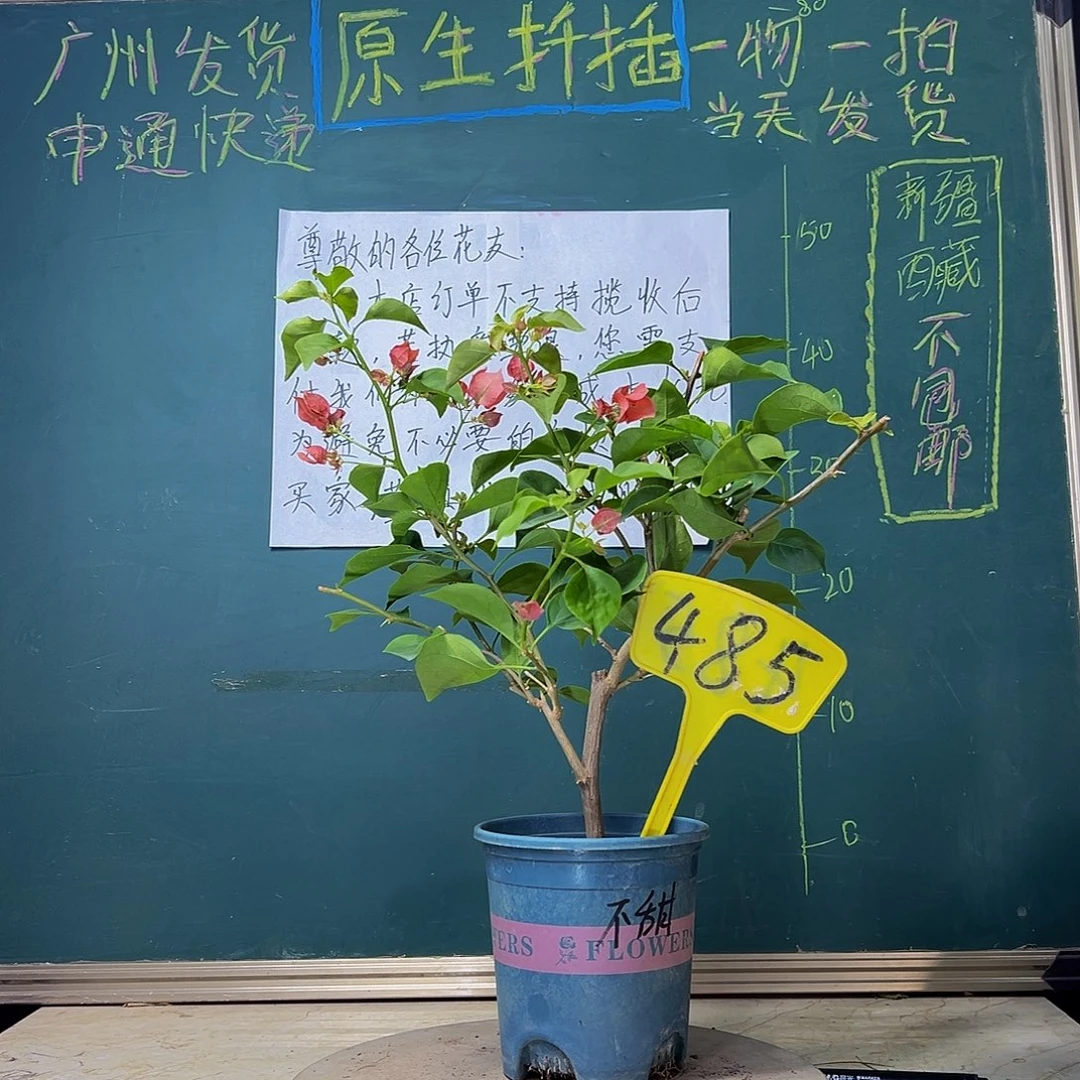 当前无花栽培后可以开花不甜西瓜485