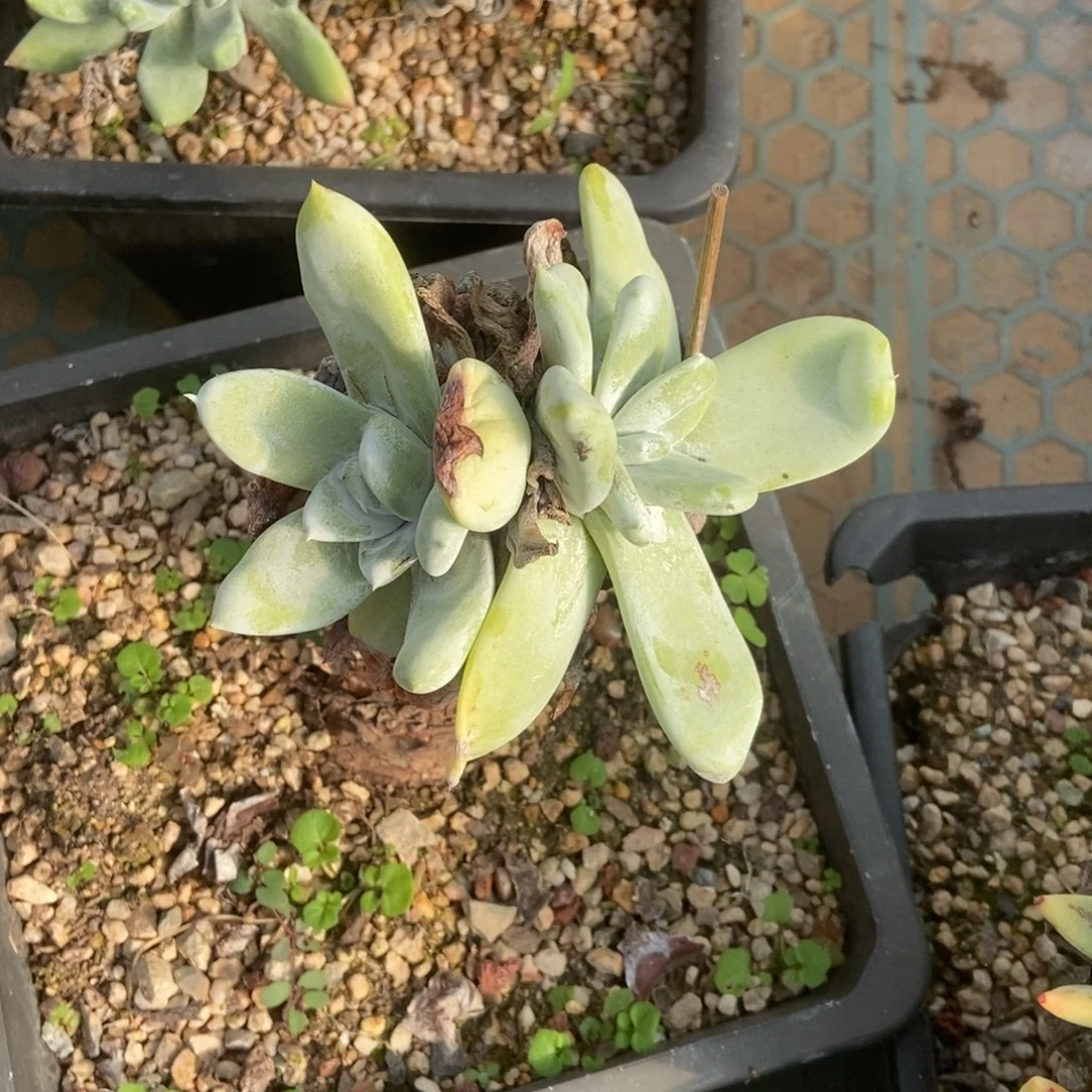 赛丽娜多肉植物啦啦啦