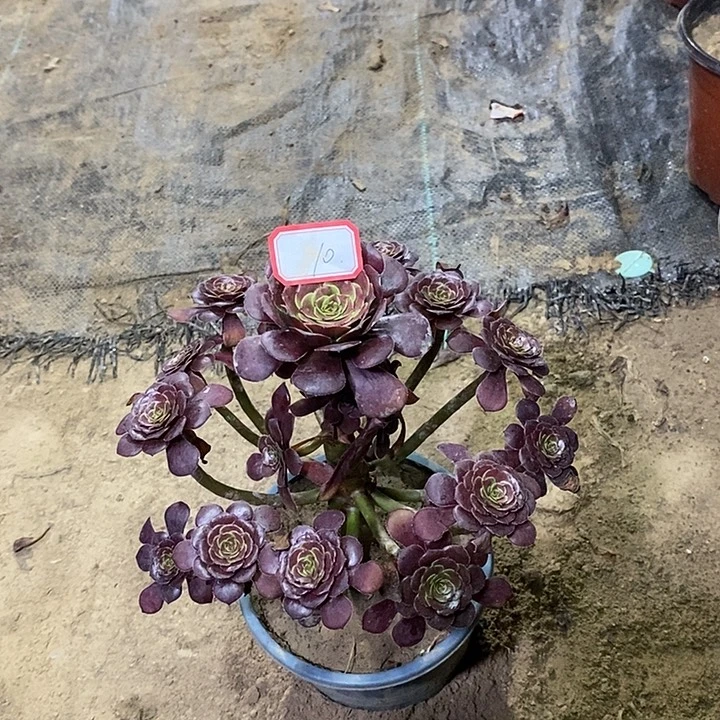 10黑萝莉多肉法师多肉法师