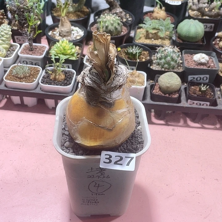 327产地大巨凤之卵