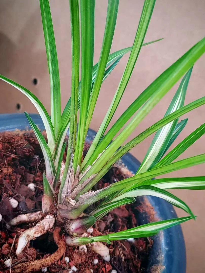 兰花一物一拍绿植