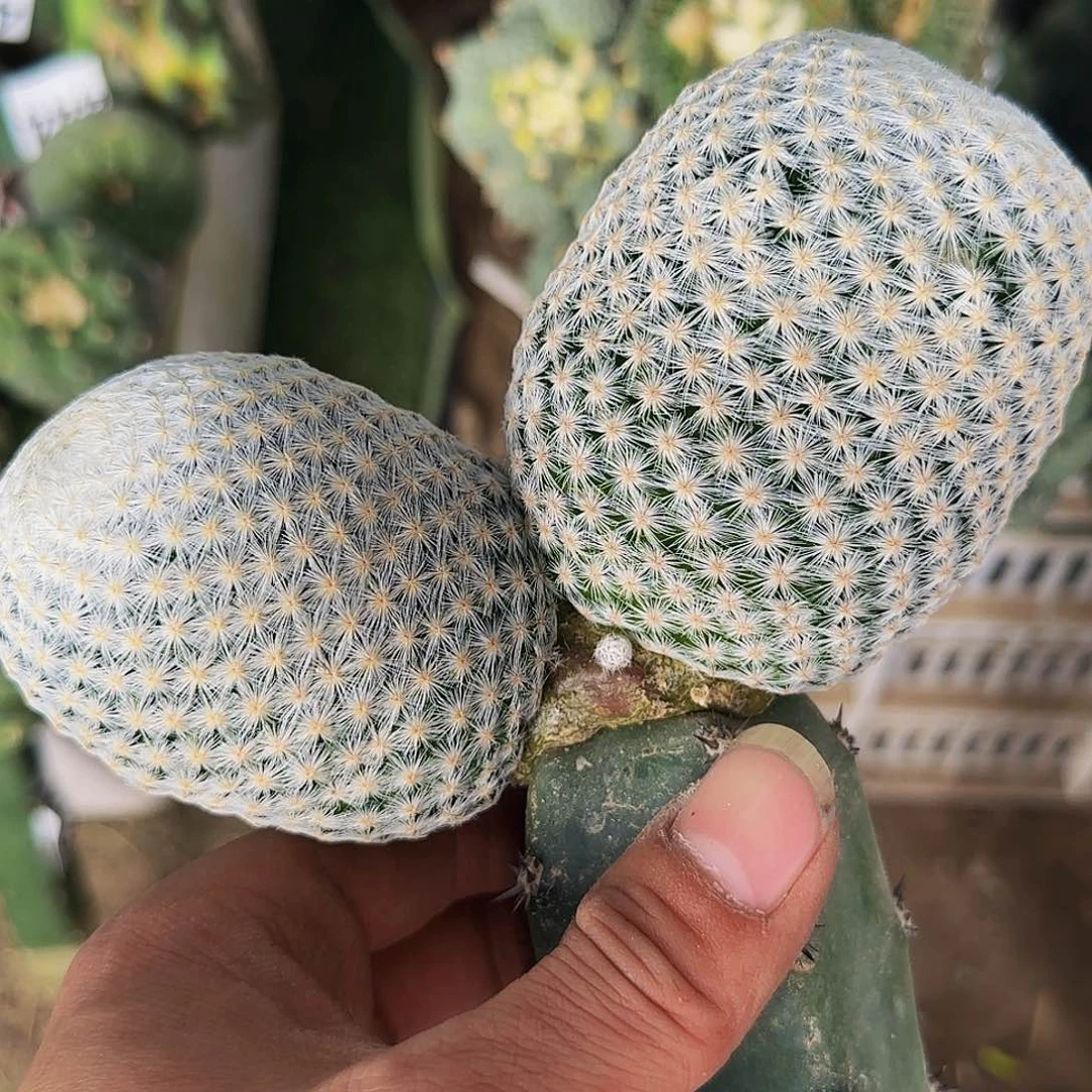 大玉白鸟886仙人球