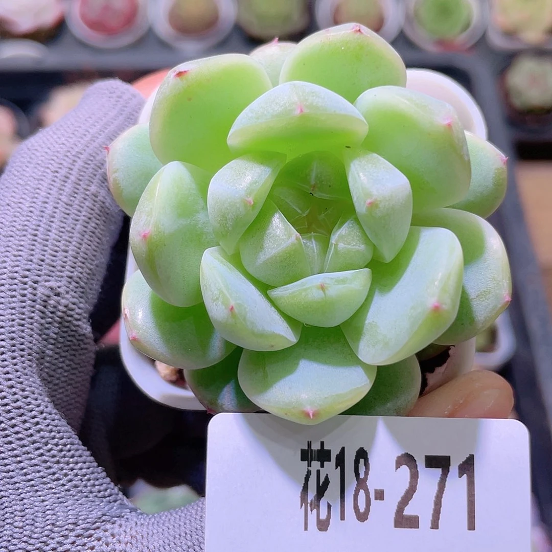 花利美18-271珍妮