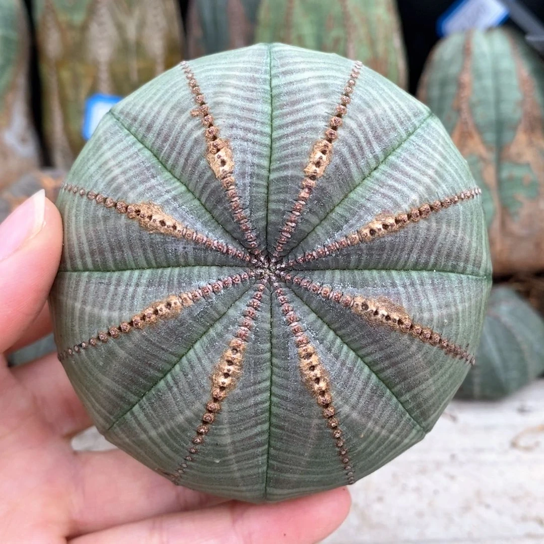 32欧系实生布纹球一物一拍