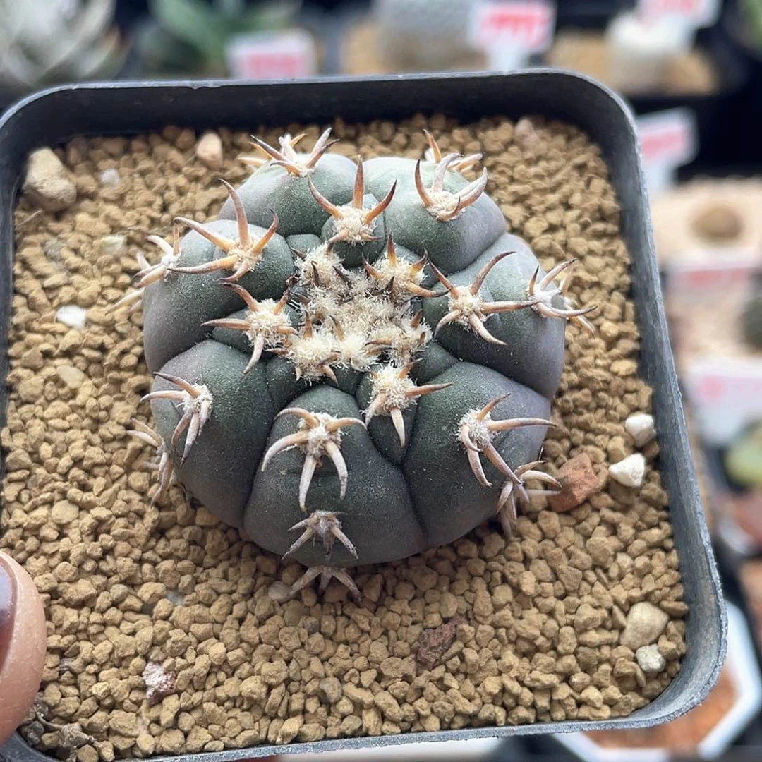 九刺天平猫爪仙人球