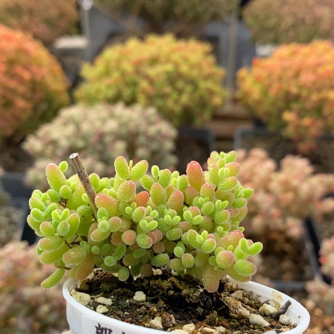 蜜橘糖球的8823枝干番杏