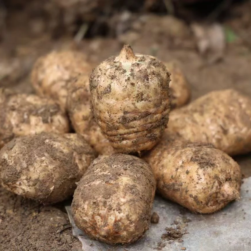 （顺丰）乌天麻云南昭通高山新鲜天麻三年天麻新鲜云南昭通小草坝