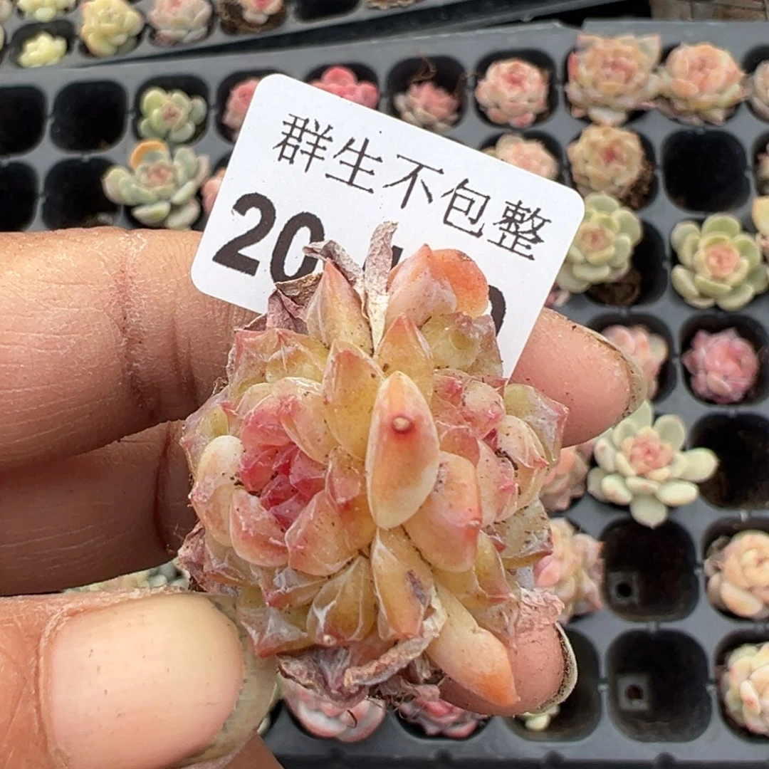 小卡拉米糖心一物一拍20-110
