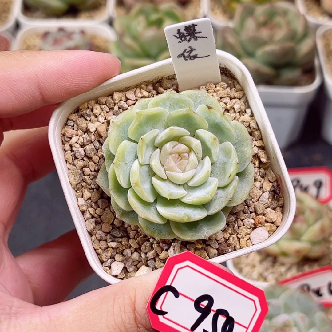 C950 一物一拍 18包邮 蝶依