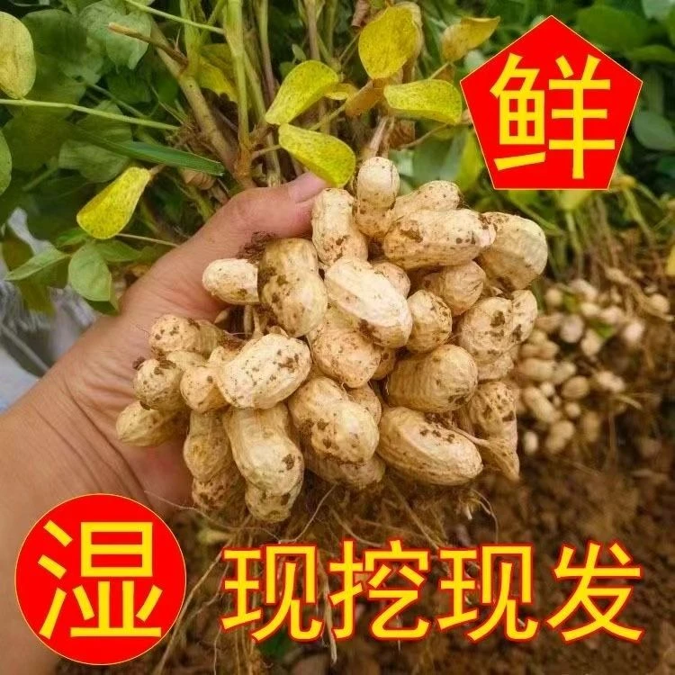 【25年现挖鲜花生】新鲜带泥花生粉红皮湿花生带壳生花生可生吃水煮