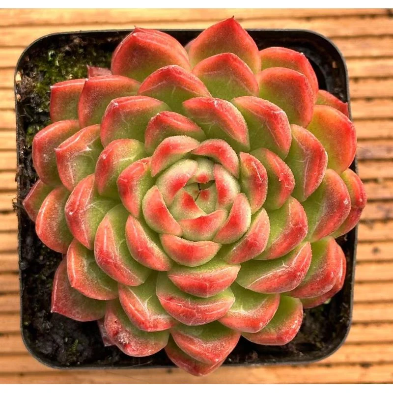 7#薇薇新娘 多肉植物  前男友精品多肉 sm0901