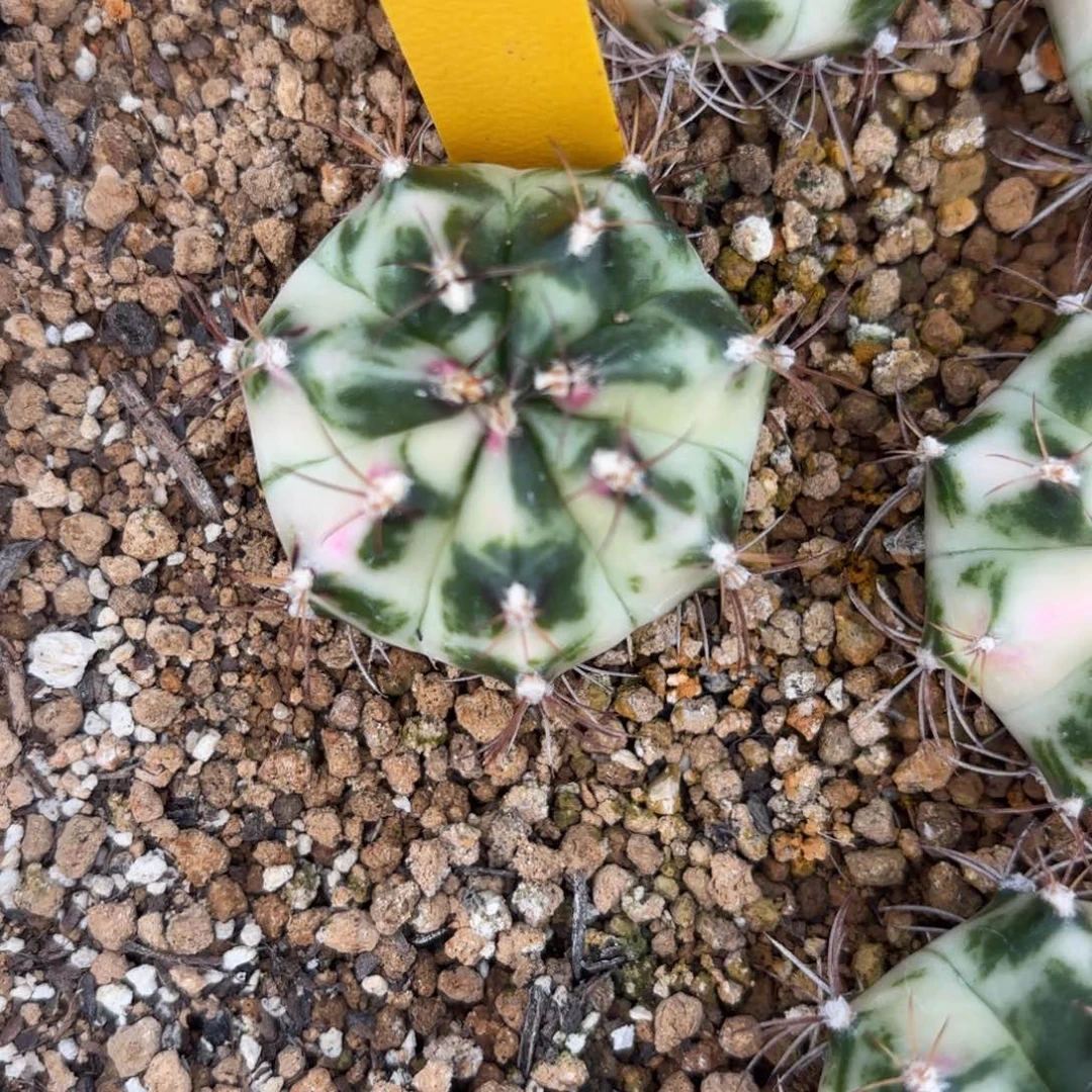 205-1209泰国发货多肉