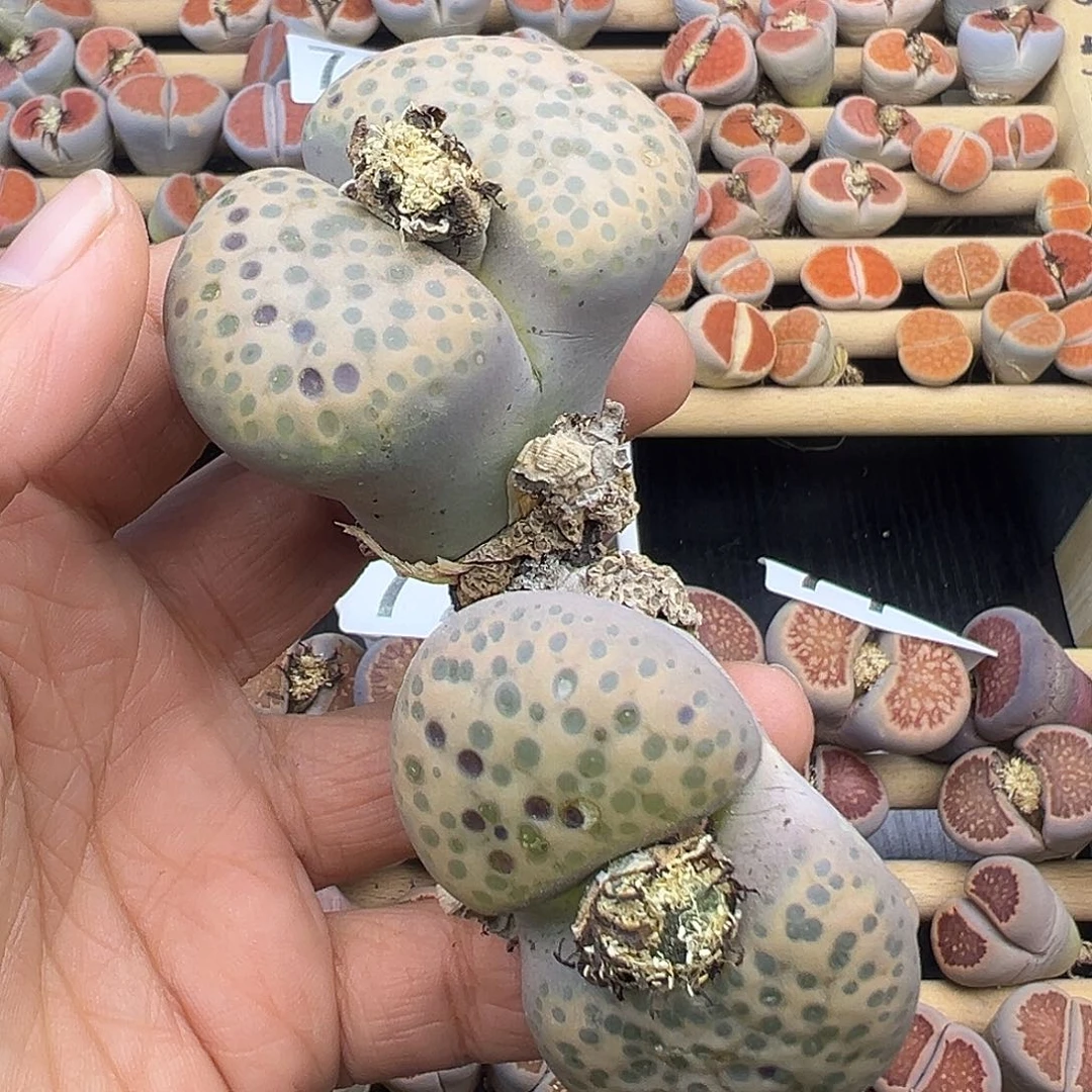 787巨无霸超级炸1111111111